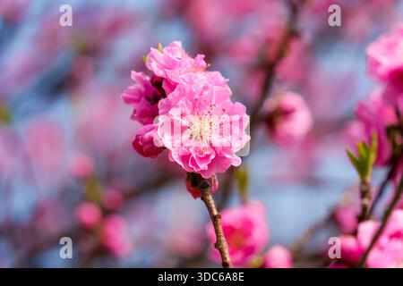 Großaufnahme der rosafarbenen Kirschblüten oder Sakura-Blütenblätter, die im Frühling in Japan blühen Stockfoto