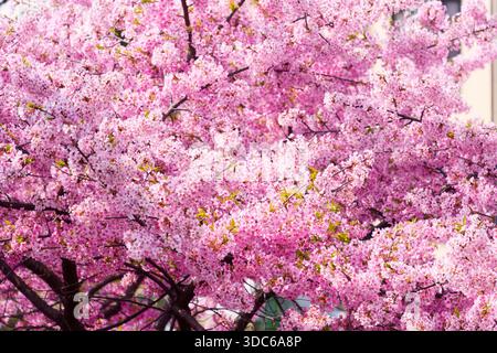 In Japan blühen im Frühling die rosa Kirschblüte oder die Sakura-Blütenblätter Stockfoto