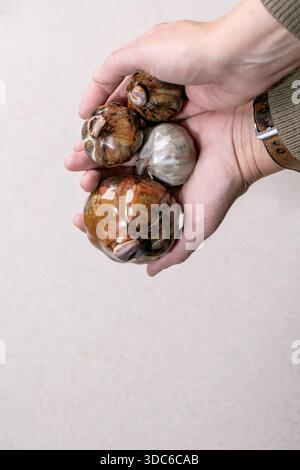 Nahaufnahme handgemachte dekorative Kürbisse aus Keramik. Braun-grau glasierte Kunstgegenstände aus Ton, die Gemüse ähneln. Wieder handwerkliche Töpferstücke Stockfoto