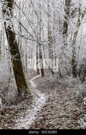 Winterlandschaft Hintergrund. Frost an Ästen im Winterwald, eisiger Nebel, Waldweg. Winternebel in Mitteleuropa. Stockfoto