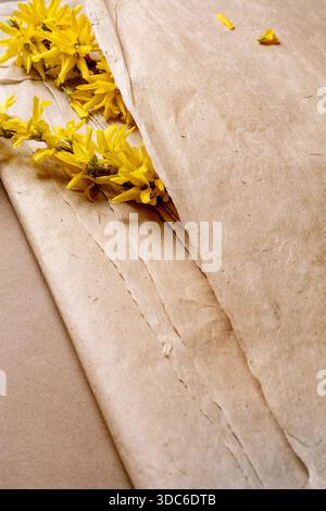 Frische gelbe Forsythienblüten auf beigem Bastelpapier. Natürliche florale Komposition mit zarten Blütenblättern vor rustikalem strukturiertem Maulbeerpapier Hintergrund Stockfoto