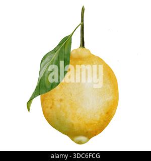 Aquarellzeichnung mit Zitrone. Handgezeichnete tropische Sauerfrüchte. Clip-Art aus saftiger gelber Limette. Zitrusfrüchte auf isoliertem weißem Hintergrund. Ideal für Logo und Stockfoto