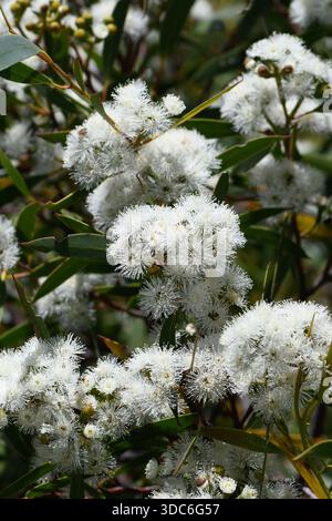 Nahaufnahme der weißen Blüten der Port Jackson Mallee, Eukalyptus obstans, Familie Myrtaceae. Begrenzte Verbreitung in der Region Sydney Stockfoto