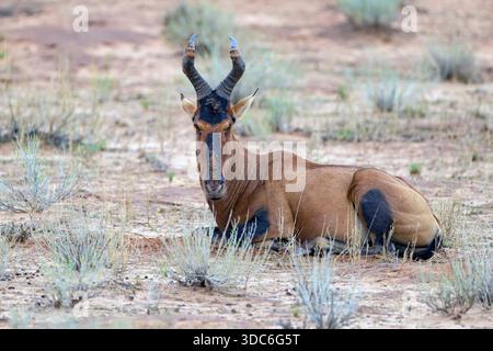 Rotes Hartebeest (Alcelaphus buselaphus caama) im Kgalagadi Transfrontier Park, Südafrika. Stockfoto