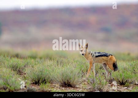 Schwarzer Schakal (Canis mesomelas) aus Kgalagadi Transfrontier Park, Südafrika. Stockfoto