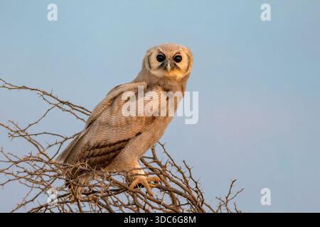 Verreaux's Uhu (Bubo lacteus) aus Kgalagadi Transfrontier Park, Südafrika. Stockfoto