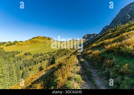 Ein beschaulicher Wanderweg schlängelt sich durch goldenes Herbstlaub und üppige Wälder und beschwört Ruhe und Abenteuer unter klarem Himmel auf der beeindruckenden Alpen Österreichs Stockfoto