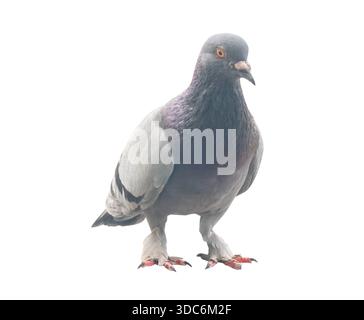 Vorderansicht einer stehenden Taube ist auf weißem Hintergrund mit Beschneidungspfad isoliert. Stockfoto