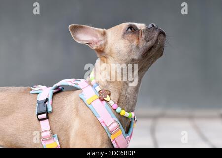 Niedliche französische Bulldogge mit langer gesunder Nase, die ein Y-förmiges Hundegeschirr und Halskette vor der grauen Wand trägt Stockfoto