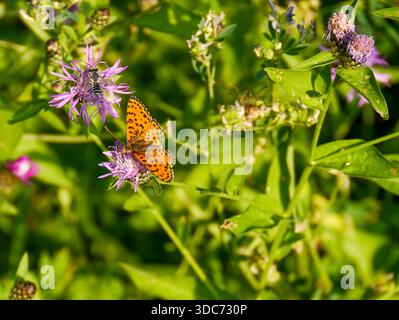 Ein violetter Kupferschmetterling (Melitaea didyma), fotografiert in Tremosine. Tremosine ist eine Gemeinde am Westufer des Gardasees. Stockfoto