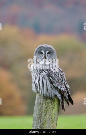 Bartkauz, Strix nebulosa, große graue Eulen Stockfoto