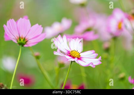 Wunderschöne rosafarbene und weiße Kosmos Blumen blühen im sonnendurchfluteten Garten Stockfoto