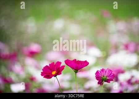Drei leuchtende Magenta-Kosmos-Blumen in einer verschwommenen Sommerwiese Stockfoto