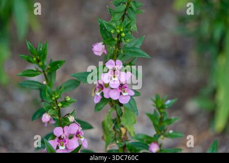 Wunderschöne lila Angelonia Blumen blühen auf einem grünen Stamm im Garten Stockfoto
