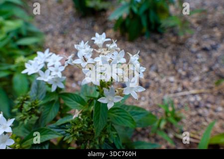 Weiße Pentas lanceolata Blumen blühen in einem üppigen Garten Stockfoto