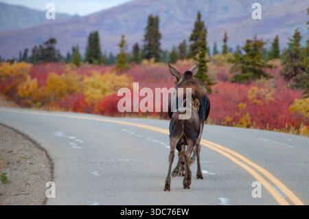 Eine Elchmutter und ihr Kalb laufen die Straße in Denali - Alaska Stockfoto