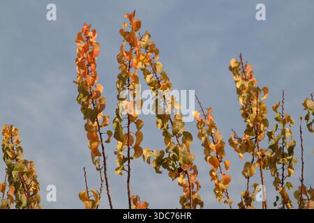Verschiedene Bilder von Herbstlaub Hintergrund. Natürliche ruhige Szene im Park. Herbstblattfarbe. Farben der gefallenen Blätter. Stockfoto