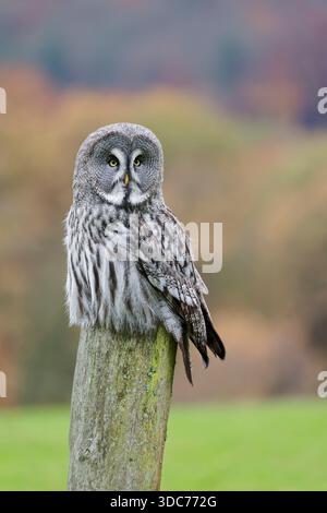 Bartkauz, Strix nebulosa, große graue Eulen Stockfoto