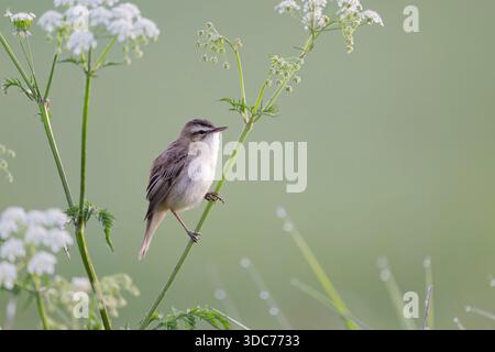 Schilfrohrsaenger, Acrocephalus schoenobaenus, Sedge Warbler Stockfoto