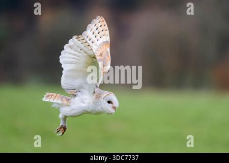 Schleiereule im Flug, Tyto alba, Scheuneneule fliegen Stockfoto