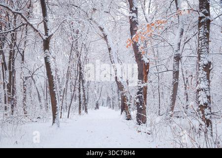 Eine malerische Winterlandschaft: Ein leerer Weg, der sich in die Ferne zieht durch einen Wald mit Bäumen, die mit weißem, flauschigem Schnee bedeckt sind. Eine Ruhe und Ruhe Stockfoto