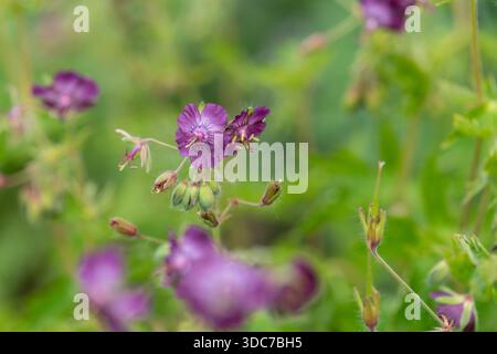 Nahaufnahme des dusky Krane bill (Geranium phaeum) Blumen in voller Blüte Stockfoto