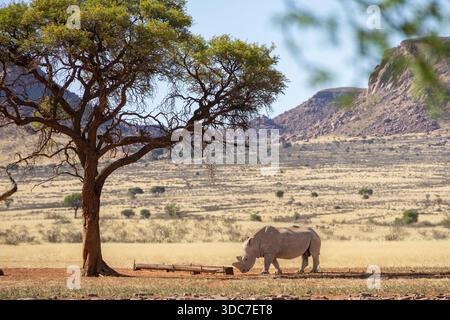 Weißes Nashorn auf trockener Savanne, Hardap Region, Namibia - Oktober 2025 Stockfoto