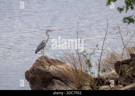 Graureiher auf Felsen, Lake Oanob-Damm bei Rehoboth, Namibia - Oktober 2025 Stockfoto
