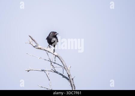 kap-Krähe, die auf einem Baum gegen den Himmel thront Stockfoto