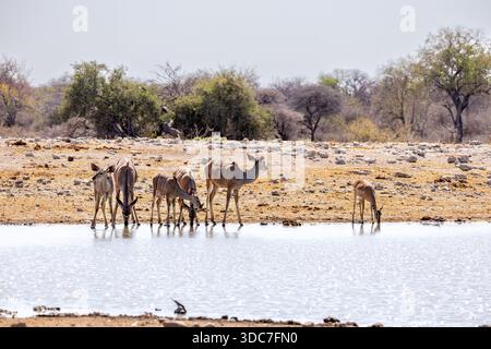 Gruppe von Kudu-Kühen, die im Wasserloch in etosha np trinken Stockfoto