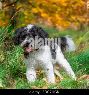 Cavapoo-Hund in Herbstfarben Stockfoto