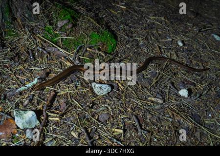 Langsamer Wurm Anguis fragilis beinlose Eidechse krabbelt nachts auf Waldboden in der estnischen Natur, Bronzehaut leuchtet in Taschenlampe. Stockfoto