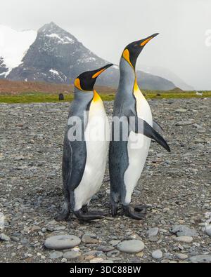 Königspinguine stehen am Strand und posieren mit Bergkulisse Stockfoto