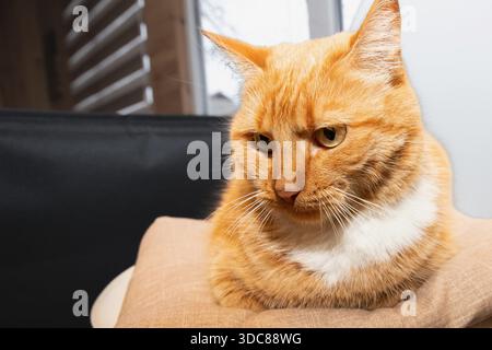 Ingwerkatze auf weichem Kissen auf weißem Stuhl in gemütlicher Inneneinrichtung Stockfoto