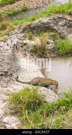 Leopard trinkt aus einem Wasserloch in der natürlichen afrikanischen Wildnis Stockfoto