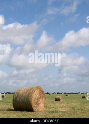 Nahaufnahme eines großen runden Heuballen auf einem Feld im Vordergrund mit mehreren Ballen im Abstand. Blauer Himmel mit flauschigen weißen Wolken darüber. Photogra Stockfoto