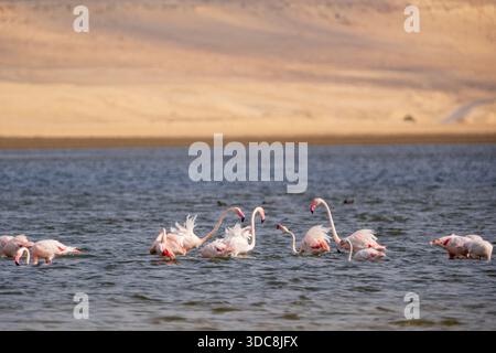 Größere Flamingos (Phoenicopterus roseus) füttern und baden im Qarunsee mit westlichen Wüstendünen im Hintergrund, Fayoum, Ägypten Stockfoto