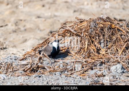 Sporengeflügelter Kiebling (Vanellus spinosus), der an getrockneten Schilfen am Sandstrand, Fayoum, Ägypten, steht Stockfoto