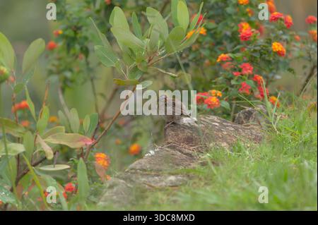 Andenspatzen oder Spatzen mit kleinem Kragen (Zonotrichia capensis) Stockfoto