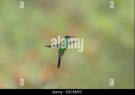 Violett-Brillant (Heliodoxa leadbeateri) im Flug mit offenen Flügeln im peruanischen amazonasgebiet Stockfoto