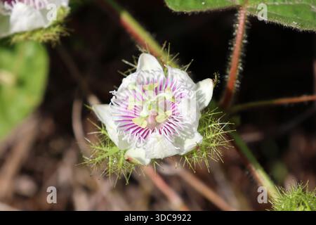 Blume auf einer stinkenden Passionsblume (Passiflora foetida) Stockfoto