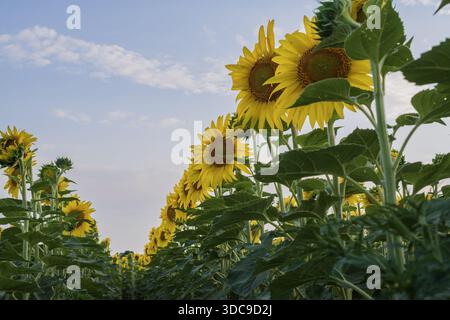 Sonnenblumenfeld bei Sonnenuntergang in der Ukraine mit endlosen Reihen gelber Blumen und landwirtschaftlicher Landschaft Stockfoto
