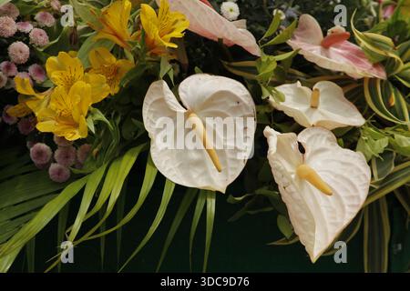 Flamingo Lily Stockfoto