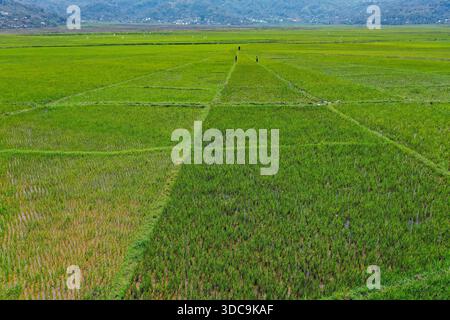 Reisanlagen bereit für die Ernte auf Flores Island, Indonesien Stockfoto