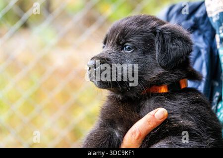 Hündchen in Händen Schwarzes Tier Haustier. Stockfoto