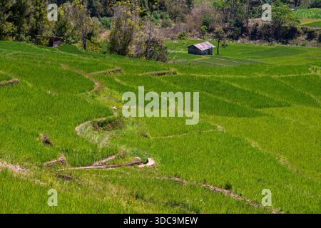 Leuchtend grüne Reisterrassen, bereit für die Ernte in den Bergen von Flores Island, Indonesien Stockfoto