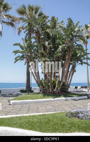 Sea Front, Puerto de la Cruz, Teneriffa, Kanarische Inseln, Spanien, Europa Stockfoto