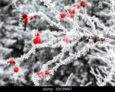 Rote Rosenhüften bedeckt mit Raureif auf dünnen Ästen im Winter. Natürlicher Kontrast von roten Beeren und weißem Frost in kalter Waldumgebung. Stockfoto