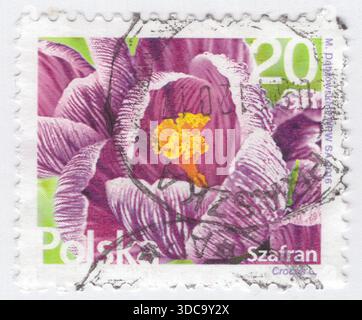 POLEN — 2016. Juli 06: 20 grosz mehrfarbige Briefmarke mit Safran (Shafran)-Blüte, einer Gattung saisonaler blühender Pflanzen der Familie der Iridaceae (Iris). Es handelt sich um niedrig wachsende Pflanzen, deren Blütenstängel unterirdisch bleiben, die relativ große weiße, gelbe, orange oder violette Blüten tragen und nach der Blüte ruhend werden. Die Blüten schließen nachts und bei bewölktem Wetter. Crocus sativus eine kormöse, herbstblühende, in der Wildnis unbekannte Staude, die vor allem für die kulinarische Verwendung ihrer Blumenstigmen als Gewürzsafran bekannt ist Stockfoto