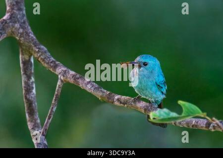 Verditer Flycatcher, lateinisch Eumyias thalassinus und in Borneo, Malaysia, auch als Old World Flycatcher bekannt Stockfoto